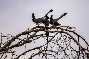 IMG 6101    