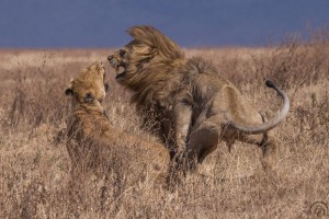 Tanzania by Diluks