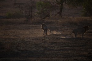 IMG 7016 