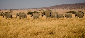 IMG 7074 