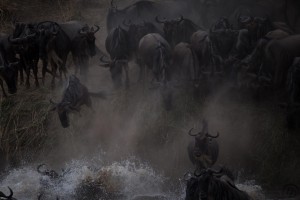 IMG 7703 