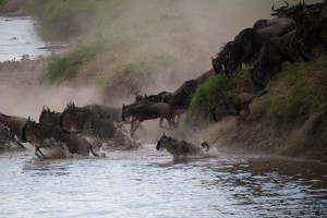 IMG 7944         