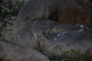 IMG 8678         