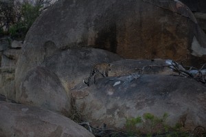 IMG 8679         