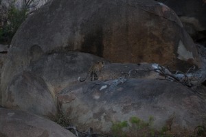 IMG 8680         