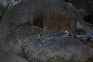 IMG 8681         